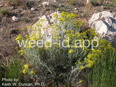 groundsel, threadleaf